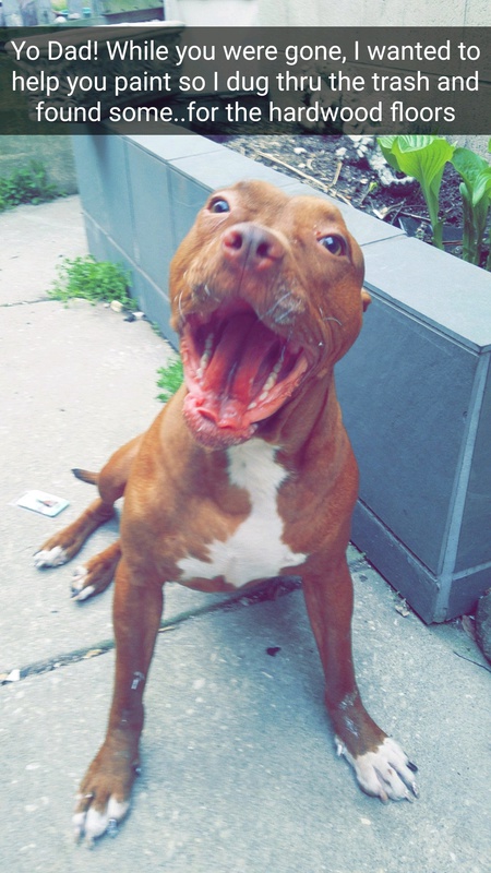 Taz