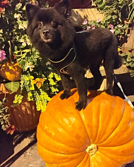 Joey 