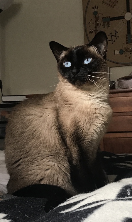 Sani