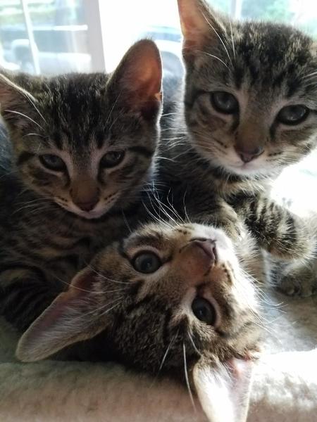 Rescue Kittens 