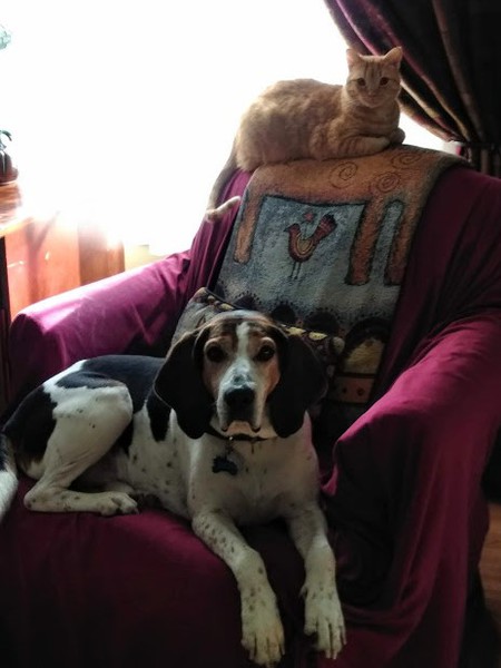 Sawyer (Coonhound) and Jack (Orange Tabby)