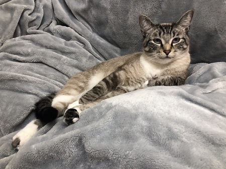 Oliver, The Most Interesting Cat in the World
