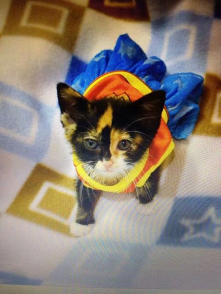 Snickers