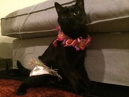 Nanako the Cerebellar Hypoplasia Cat