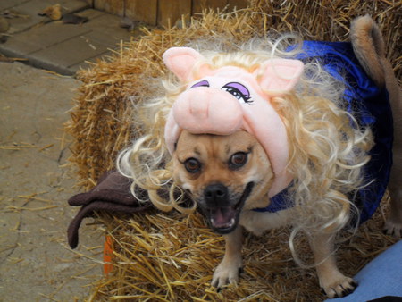 Trixie Piggy-Pug