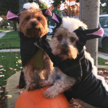 Elvis and Peanut
