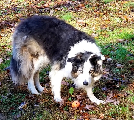Jake