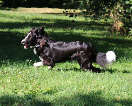 Scout