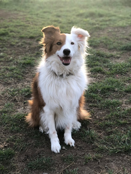 Elli