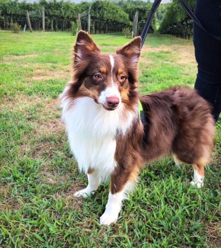 Kaylee