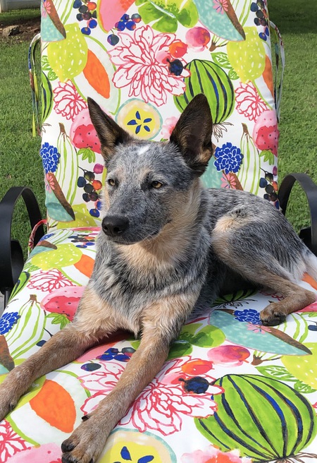 Stella