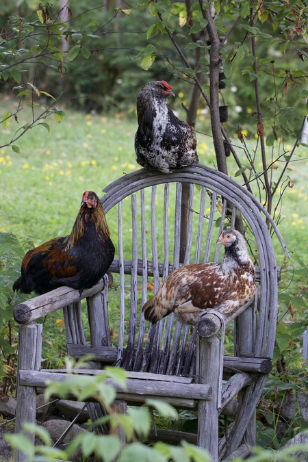 Gossiping chickens