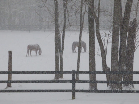 Horses in a Snow Storm