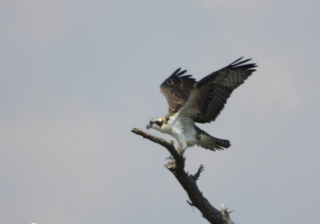 Osprey 