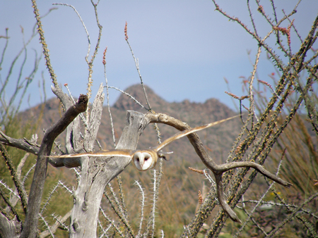 Barn Owl in Flight - Tucson AZ