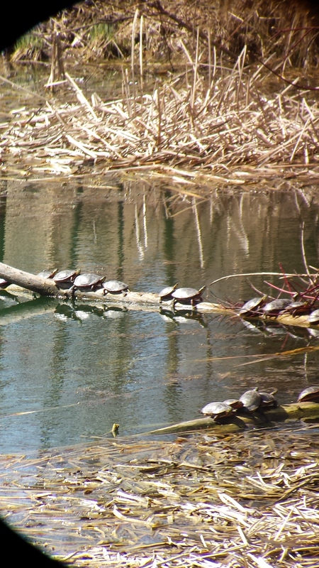 Sun Bathing 