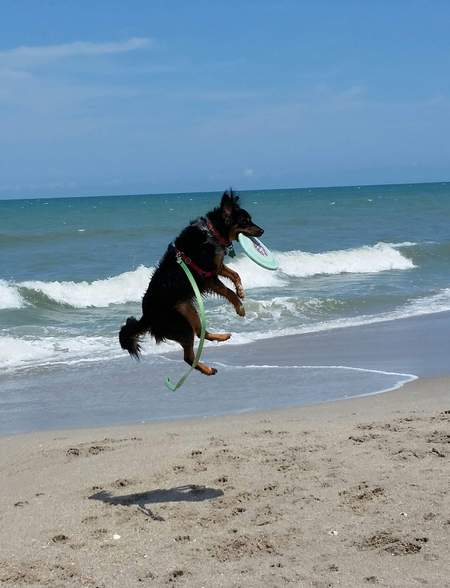 Beach High Flying Ginger