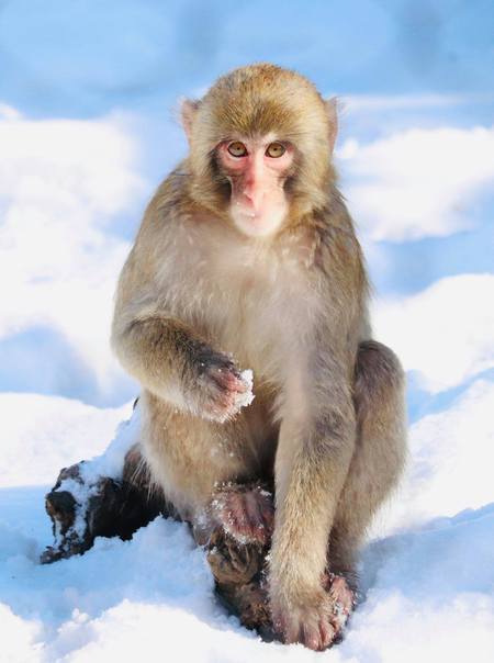 A Monkey Built for the Cold