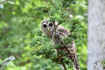 Fledgling Barred Owl in Acer Palmatum Shishigashira