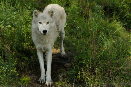 An arctic wolf in the Omega Park (Montebello, Quebec)