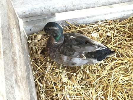 Contemplative Duck