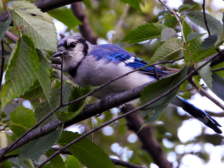 The Blue Jay