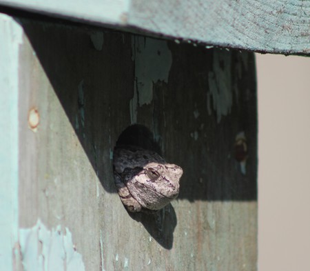 Tree Toad