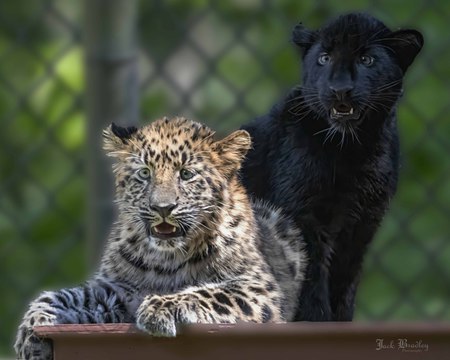 Amur leopard cubs 