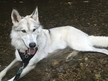 Big Waylon Cooling Off in TN Summer