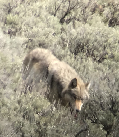 Yellowstone Grey Wolf Wants Lunch 