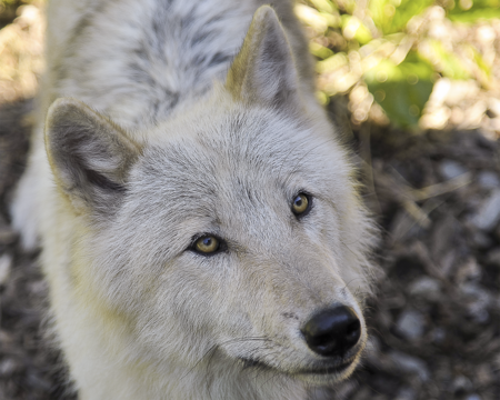 Nikai, ambassador wolf at the WCC