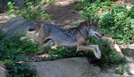 Cary taking a leap