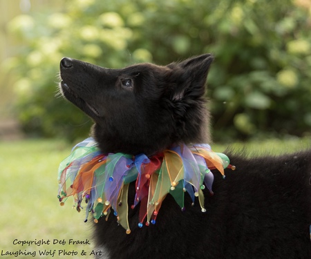 Lessa the Belgian Shepherd Dog pup. 