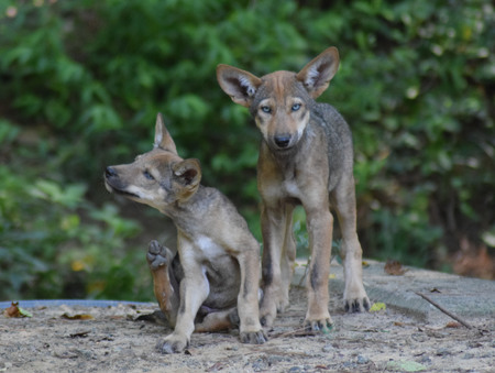 Curious Pups