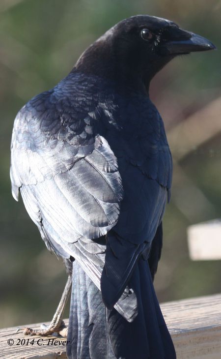 American Crow