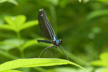 Garden Dragonfly