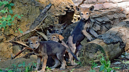 Red Wolf Pups