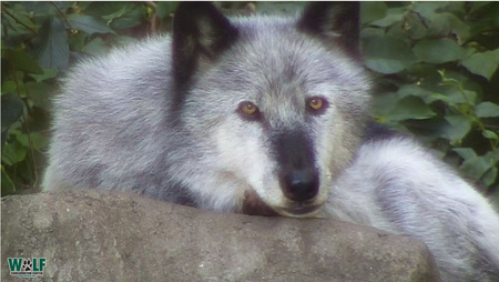 Zephyr, Ambassador Wolf at WCC