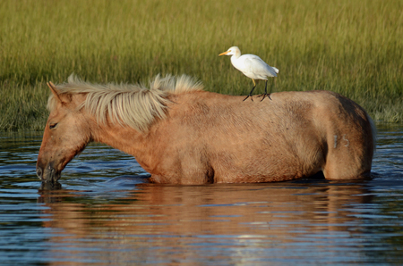 Pony Express