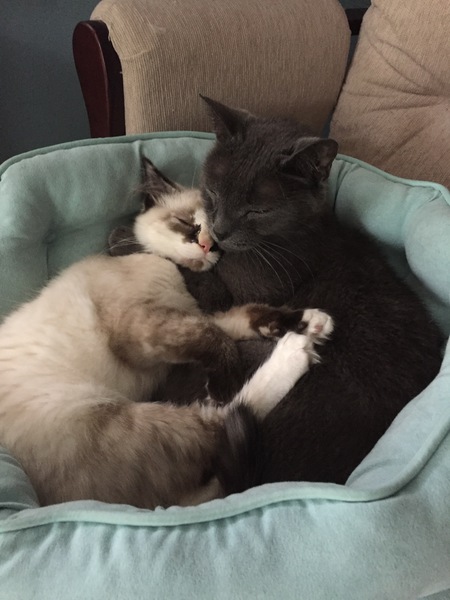 Bruce & Biscuit