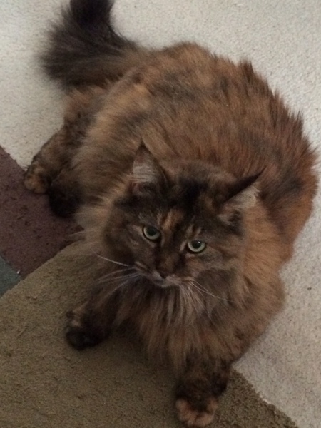 Kitty 