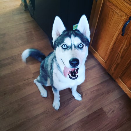 Mishka 