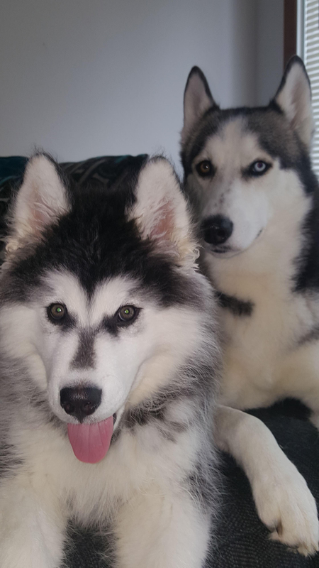 Titan & Drogo
