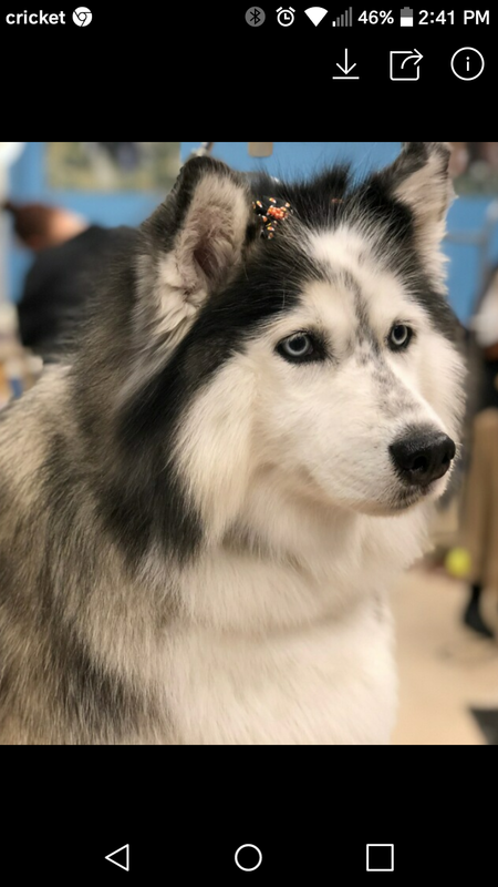 Mishka