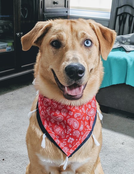 Koda