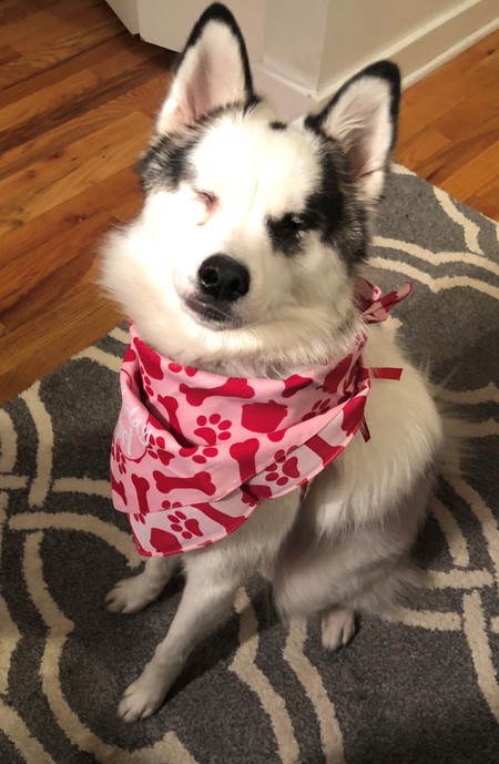 Piper