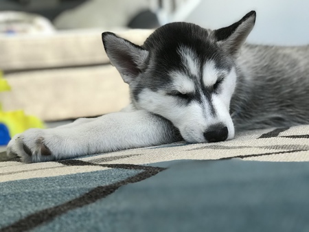 Nymeria 