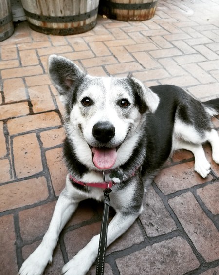 Mija
