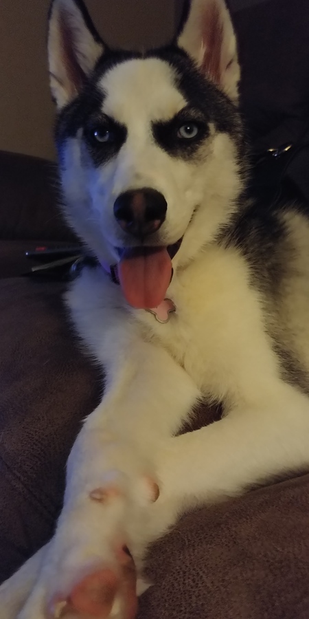 Sakari