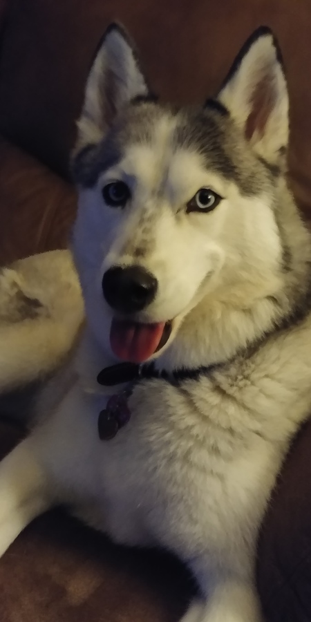 Shilo
